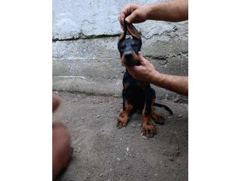 A scr üst düzey doberman yavruları