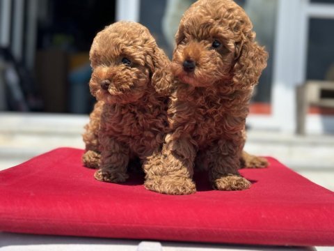 Yasal ruhsatlı çiftlikde ziyarete açık toy poodle