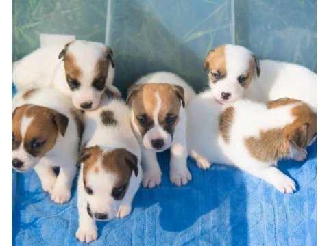 Jack russel yavruları