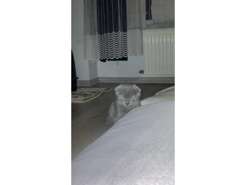 Yavru scottish fold