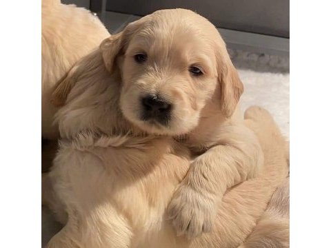 Safkan golden retriever yavrular