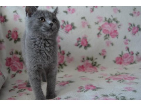 British shorthair yavrular