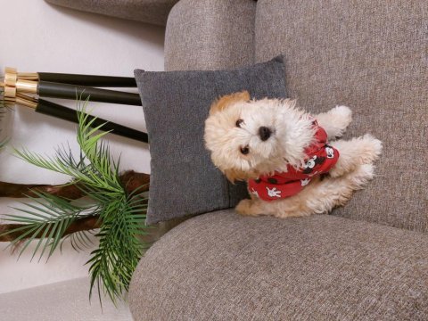 Bebek maltipoo