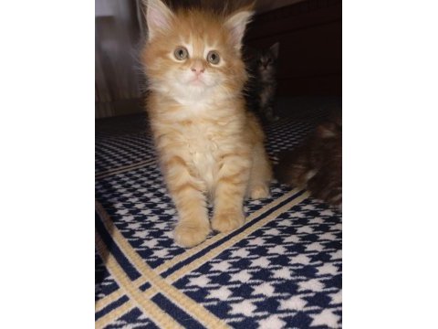 Rus kanı maine coon yavrular