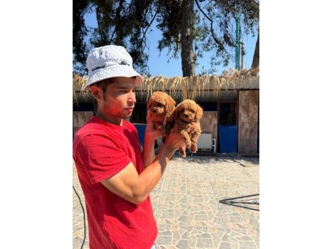 Sevgi dolu ailelerimiz için poodle bebekler