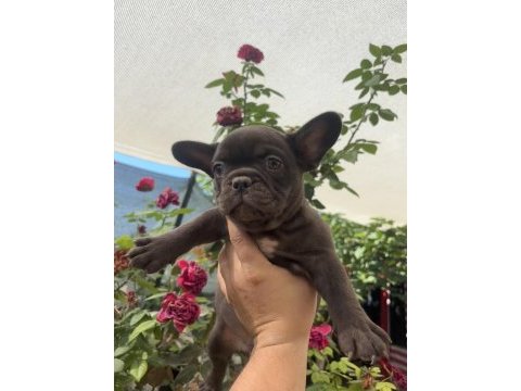 Trde tek chocolate (çikolata) renk french bulldog