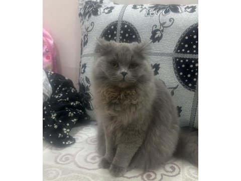 Dişi kedime eş arıyorum