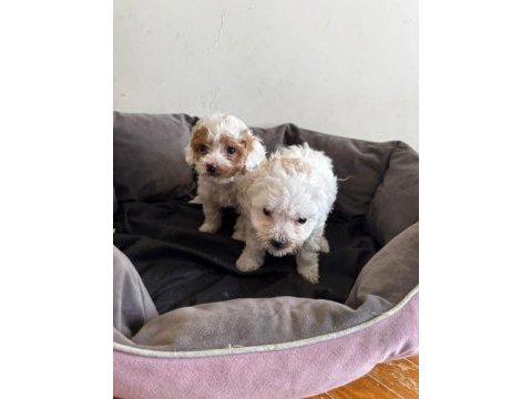 Maltipoo yavrularıma yuva arıyorum
