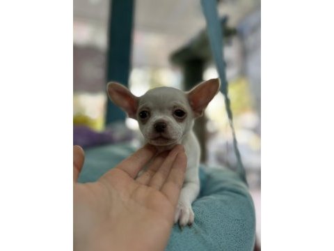 2 aylık 1 dişi ve 1 erkek chihuahua yavrular