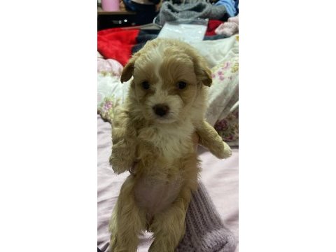 Maltipoo şekerleri yeni yuvasını arıyor