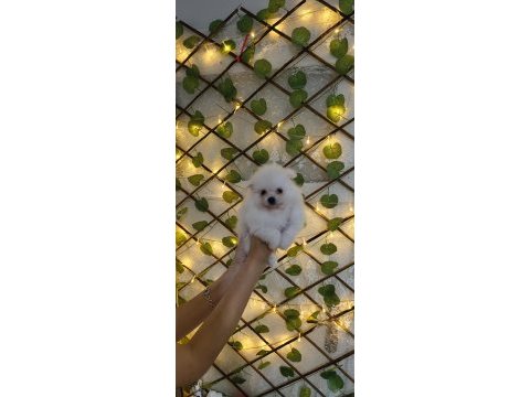 Pomeranian boo yavrularım