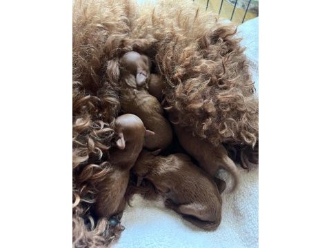25.04.2025 doğumlu 2 erkek ve 2 dişi toy poodle max 3 kg