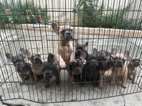 Bebeklerimiz 91 günlük french bulldog