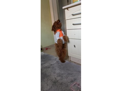 4 aylık sağlıklı eğitimli toy poodle