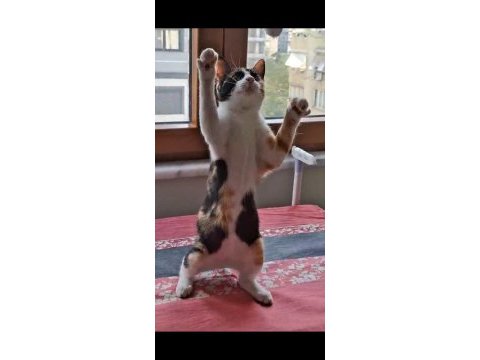 Kediler çapkın ve zilli için kalıcı yuva