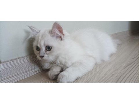 British longhair kızımıza yeni yuva