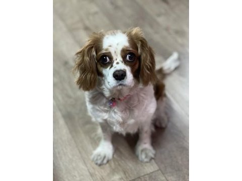 Anne baba safkan cavalier king charles ev ortamında