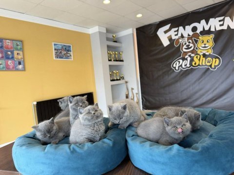 Kedi dünyasından renk renk brıtısh yavrular ankara