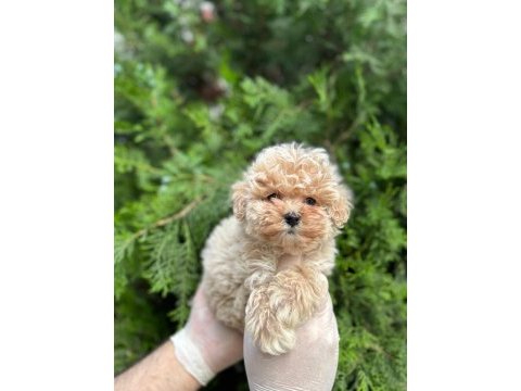 Teacup maltipoo bebekler