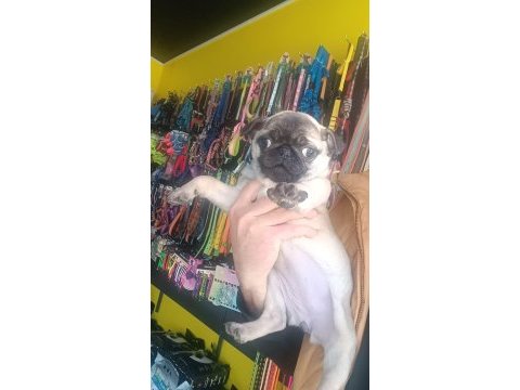A kalite son dişi pug yavrumuz