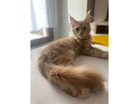 Maine coon kızım peliaya yakışıklı eş arıyoruz