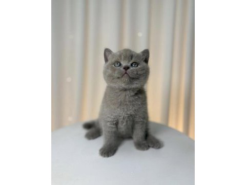 British shorthair yavrularımız