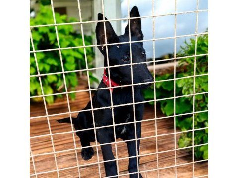 Belçika dark malinois romanya kan hattı