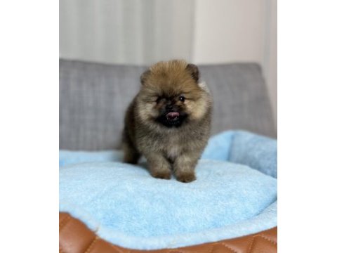 Tea cup orange ayı surat pomeranian boo
