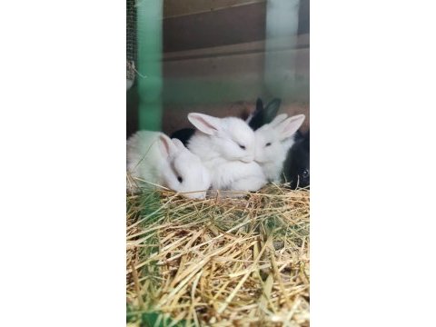 Sevimli yavru tavşanlar yeni yuvalarını arıyor