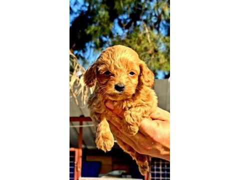 Maltipoo yavrularımız yeni yuvalarına gitmeye hazır