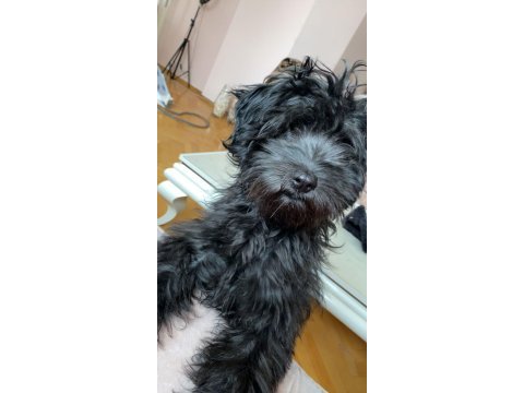 5 aylık siyah toy poodle