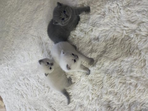 Orjinal 3 adet british shorthair yavru eylül sonu teslim