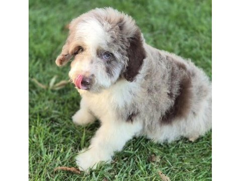 Trde nadir bulunan irklardan ausiee doodle yavrumuz