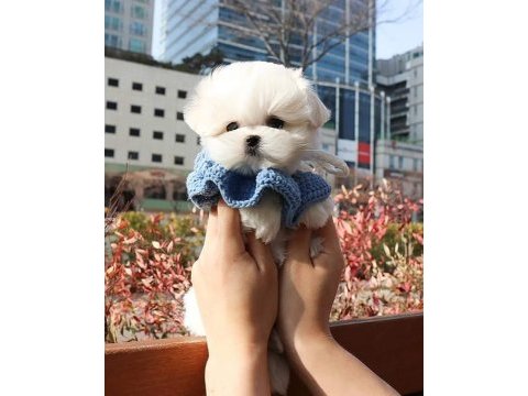 Teacup maltese terrier yavrularimiz