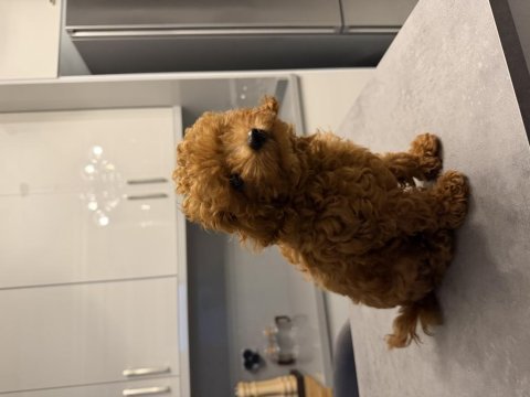 Erkek toy poodle