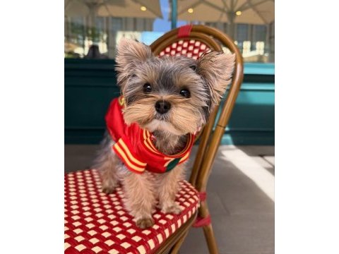 Micro kore yorkshire terrier