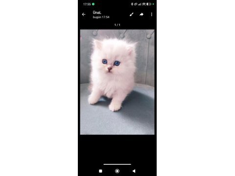 Tüylü british longhair şirinler teslime hazır