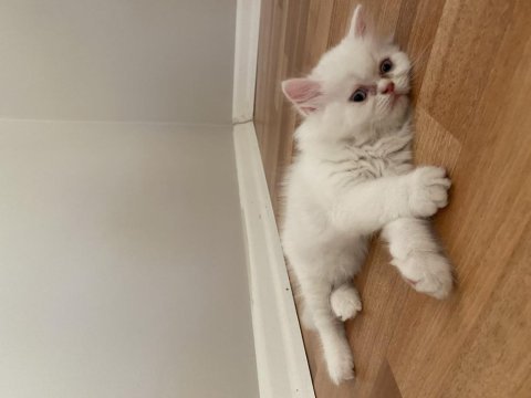 İran persian cinsi kedilerimi sahiplendiriyorum