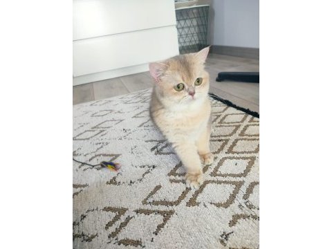 British shorthair safkan dişi