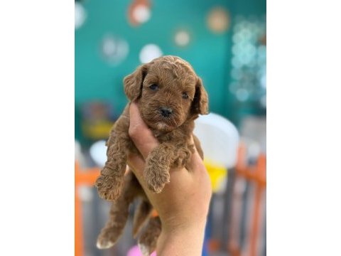 Show kalite poodle yavrularımız