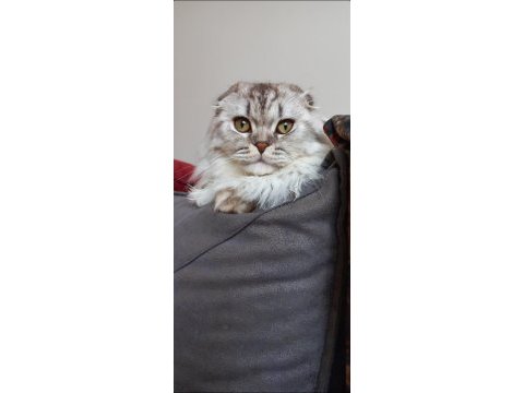 Scottish fold longhair erkek kedimiz