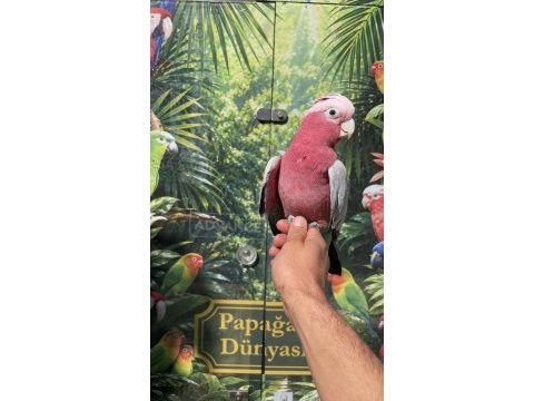 Evcil gallah rose kakadu