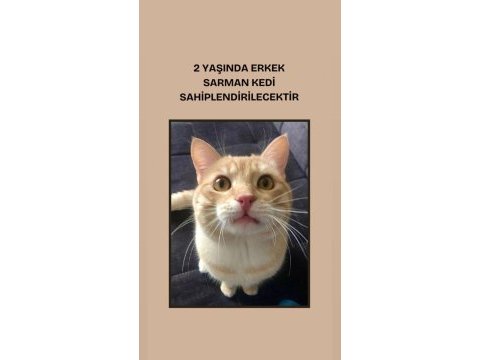 2 yaşında sarman kedimiz