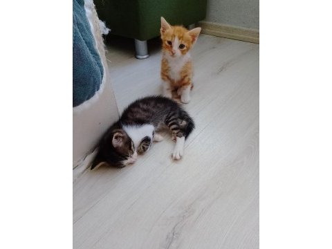 Acil sahiplendirme kedimiz