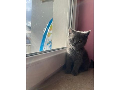 British shorthair yavrularımız