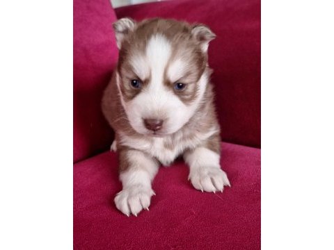 Safkan husky yavruları