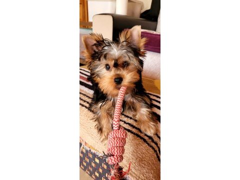 Muhteşem kaliteli yavrular yorkshire terrier