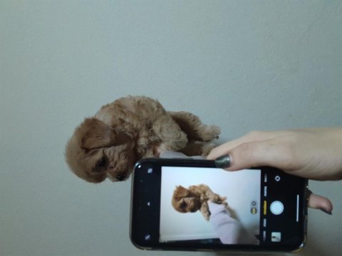 Maltipoo yavrularımız