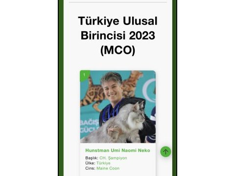 Bizi bilen bilir big calw maine coon