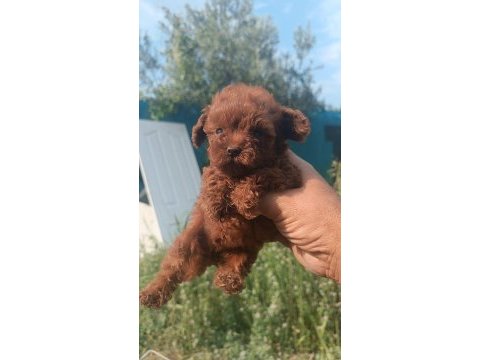 Kore poodle erkek yavru